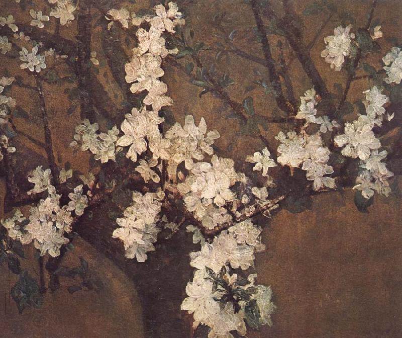 John Russell Almond tree in blossom
